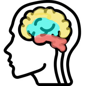 silhoutte di un cervello umano: all'esterno area colorata di giallo, all'interno colorata di blu, in bassa area più piccola rossa